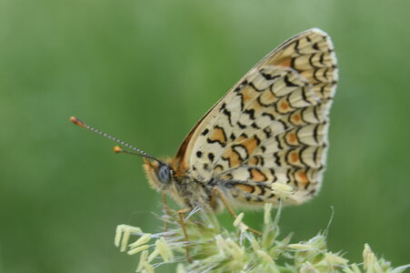 Nymphalidae-Nymphalinae-Melitaeini-Melitaea phoebe-Gagnières, DSC_0880