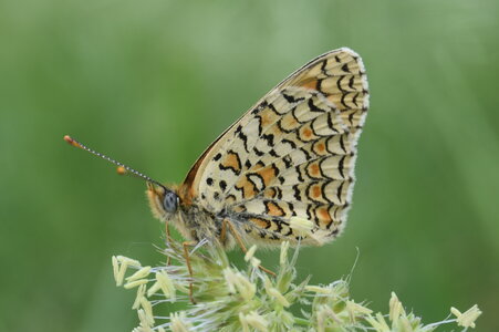 Nymphalidae-Nymphalinae-Melitaeini-Melitaea phoebe-Gagnières, DSC_0881