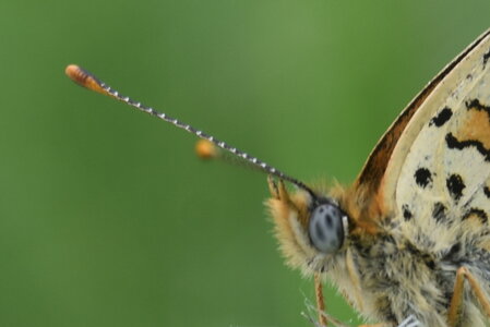 Nymphalidae-Nymphalinae-Melitaeini-Melitaea phoebe-Gagnières, DSC_0882