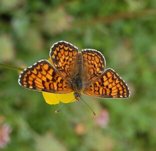 Nymphalidae-Nymphalinae-Melitaeini-Melitaea phoebe-Gagnières, DSC_0888