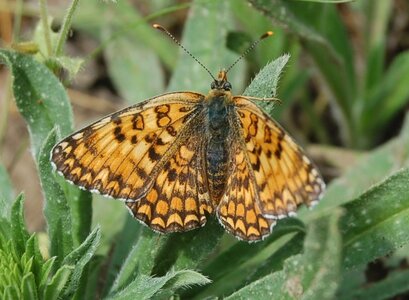 Nymphalidae-Nymphalinae-Melitaeini-Melitaea phoebe-Gagnières, DSC_0940a