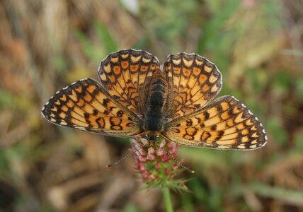 Nymphalidae-Nymphalinae-Melitaeini-Melitaea phoebe-Gagnières, DSC_1004
