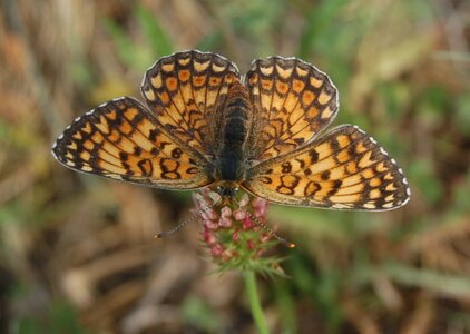 Nymphalidae-Nymphalinae-Melitaeini-Melitaea phoebe-Gagnières, DSC_1004a