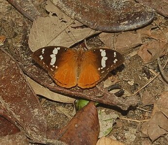 Nymphalidae-Limenitinae-Aterica rabena-Madagascar (Andasibé), DSC_0628-1
