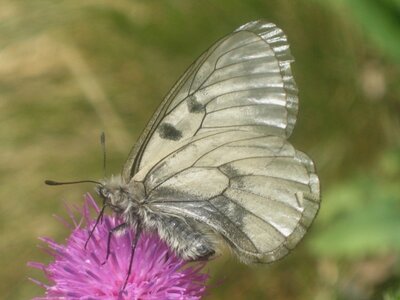 Papilionidae-Parnassiinae-Parnassius mnemosyne-Slovénie(Kranjska Gora), IMG_6893