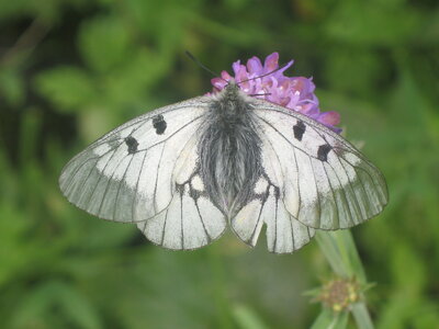 Papilionidae-Parnassiinae-Parnassius mnemosyne-Slovénie(Kranjska Gora), 000021