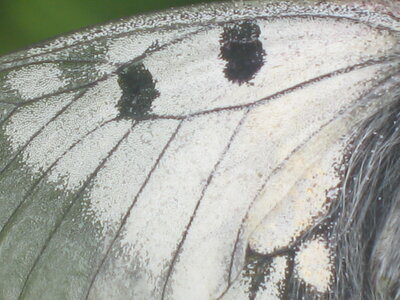 Papilionidae-Parnassiinae-Parnassius mnemosyne-Slovénie(Kranjska Gora), 000022