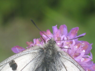 Papilionidae-Parnassiinae-Parnassius mnemosyne-Slovénie(Kranjska Gora), 000023