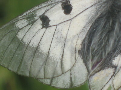 Papilionidae-Parnassiinae-Parnassius mnemosyne-Slovénie(Kranjska Gora), 000024