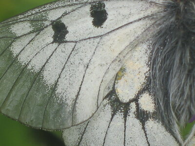 Papilionidae-Parnassiinae-Parnassius mnemosyne-Slovénie(Kranjska Gora), 000025