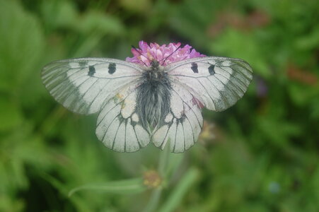 Papilionidae-Parnassiinae-Parnassius mnemosyne-Slovénie(Kranjska Gora), 000170