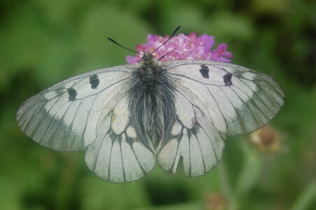 Papilionidae-Parnassiinae-Parnassius mnemosyne-Slovénie(Kranjska Gora), 000179