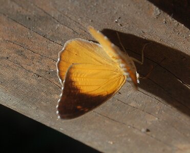 Nymphalidae-Limenitidinae-Sallya madagascariensis-Madagascar (Ankarafantsika=, DSC_0054