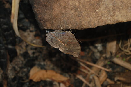 Nymphalidae-Nymphalinae-Salamis anteva-Madagascar (Andasibé), DSC_0231