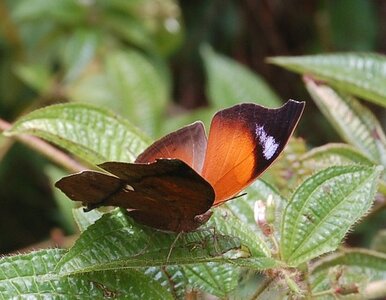 Nymphalidae-Nymphalinae-Salamis anteva-Madagascar (Andasibé), DSC_0588
