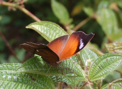 Nymphalidae-Nymphalinae-Salamis anteva-Madagascar (Andasibé), DSC_0590