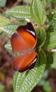 Nymphalidae-Nymphalinae-Salamis anteva-Madagascar (Andasibé), DSC_0599