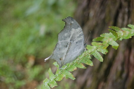Nymphalidae-Nymphalinae-Salamis anacardii dupreyi-Madagascar (Montagne d'Ambre), 000247