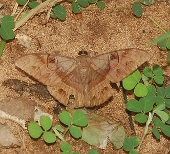 Noctuidae-Cycligramma duplex-Madagascar-Ankarafantsika, DSC_0104a