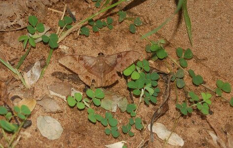 Noctuidae-Cycligramma duplex-Madagascar-Ankarafantsika, DSC_0107a