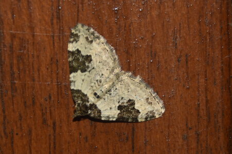 Geometridae-Ligdia adsustata-Gagnières, DSC_0121