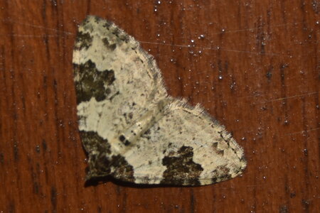 Geometridae-Ligdia adsustata-Gagnières, DSC_0122