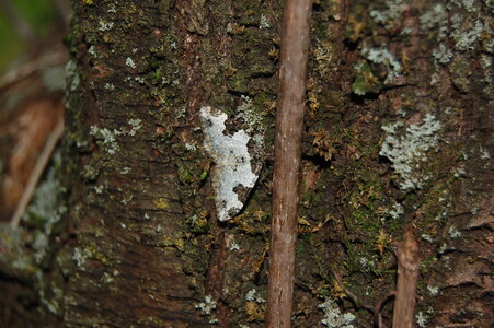 Geometridae-Ligdia adsustata-Gagnières, DSC_0381