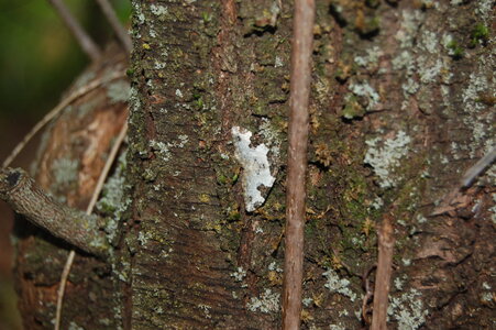 Geometridae-Ligdia adsustata-Gagnières, DSC_0377