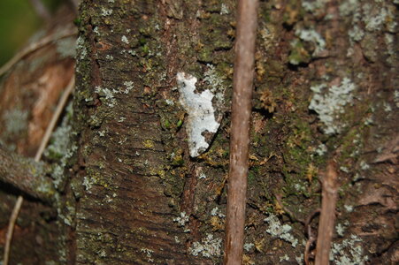 Geometridae-Ligdia adsustata-Gagnières, DSC_0378