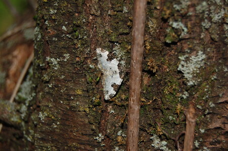 Geometridae-Ligdia adsustata-Gagnières, DSC_0379
