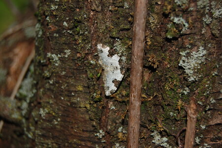 Geometridae-Ligdia adsustata-Gagnières, DSC_0380