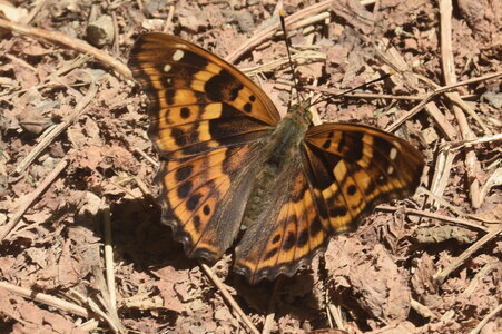 Nymphalidae-Apaturinae-Apatura ilia-Montreuil (Parc des Beaumonts), DSC_0532