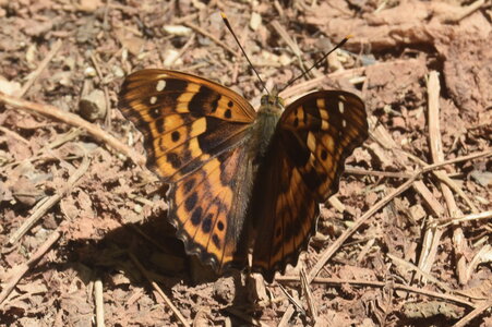 Nymphalidae-Apaturinae-Apatura ilia-Montreuil (Parc des Beaumonts), DSC_0533