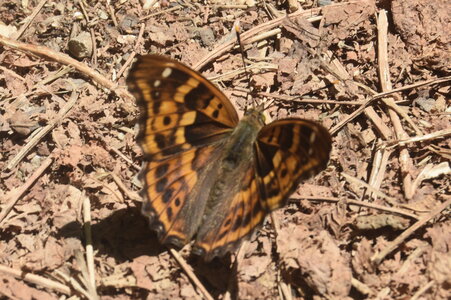 Nymphalidae-Apaturinae-Apatura ilia-Montreuil (Parc des Beaumonts), DSC_0536