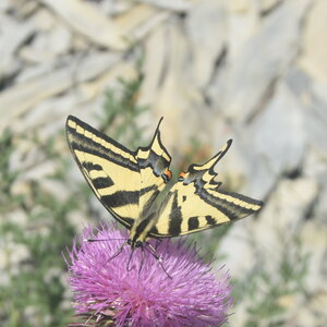 Papilionidae-Papilioninae-Papilio alexanor-Colmars, DSC_0253