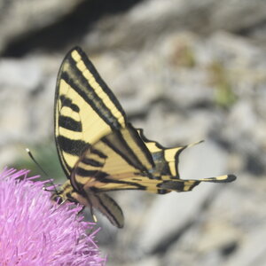 Papilionidae-Papilioninae-Papilio alexanor-Colmars, DSC_0254