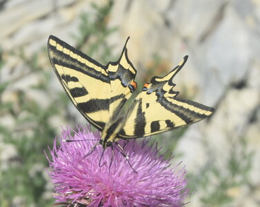 Papilionidae-Papilioninae-Papilio alexanor-Colmars, DSC_0256
