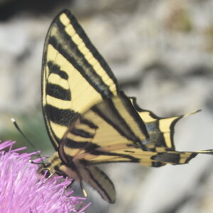 Papilionidae-Papilioninae-Papilio alexanor-Colmars, DSC_0257