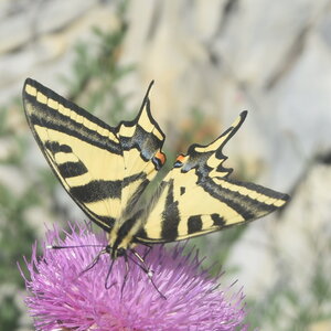 Papilionidae-Papilioninae-Papilio alexanor-Colmars, DSC_0258