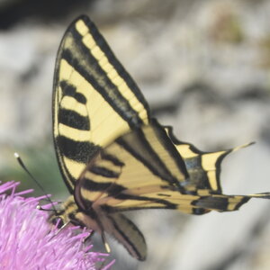 Papilionidae-Papilioninae-Papilio alexanor-Colmars, DSC_0259