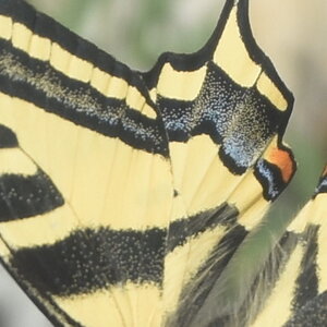 Papilionidae-Papilioninae-Papilio alexanor-Colmars, DSC_0268