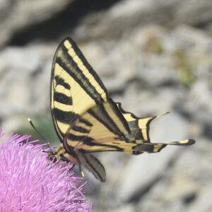 Papilionidae-Papilioninae-Papilio alexanor-Colmars, DSC_0272