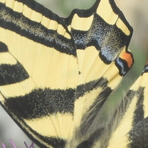 Papilionidae-Papilioninae-Papilio alexanor-Colmars, DSC_0273