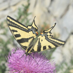 Papilionidae-Papilioninae-Papilio alexanor-Colmars, DSC_0402