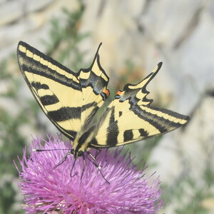 Papilionidae-Papilioninae-Papilio alexanor-Colmars, DSC_0403