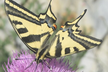 Papilionidae-Papilioninae-Papilio alexanor-Colmars, DSC_0404