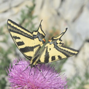 Papilionidae-Papilioninae-Papilio alexanor-Colmars, DSC_0406