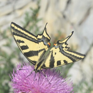 Papilionidae-Papilioninae-Papilio alexanor-Colmars, DSC_0457