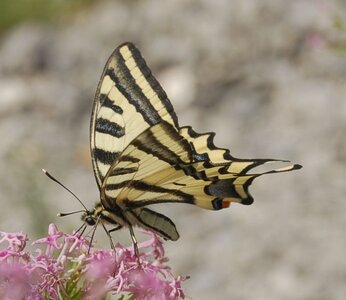 Papilionidae-Papilioninae-Papilio alexanor-Colmars, 000845