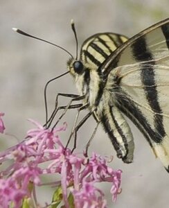 Papilionidae-Papilioninae-Papilio alexanor-Colmars, 000849